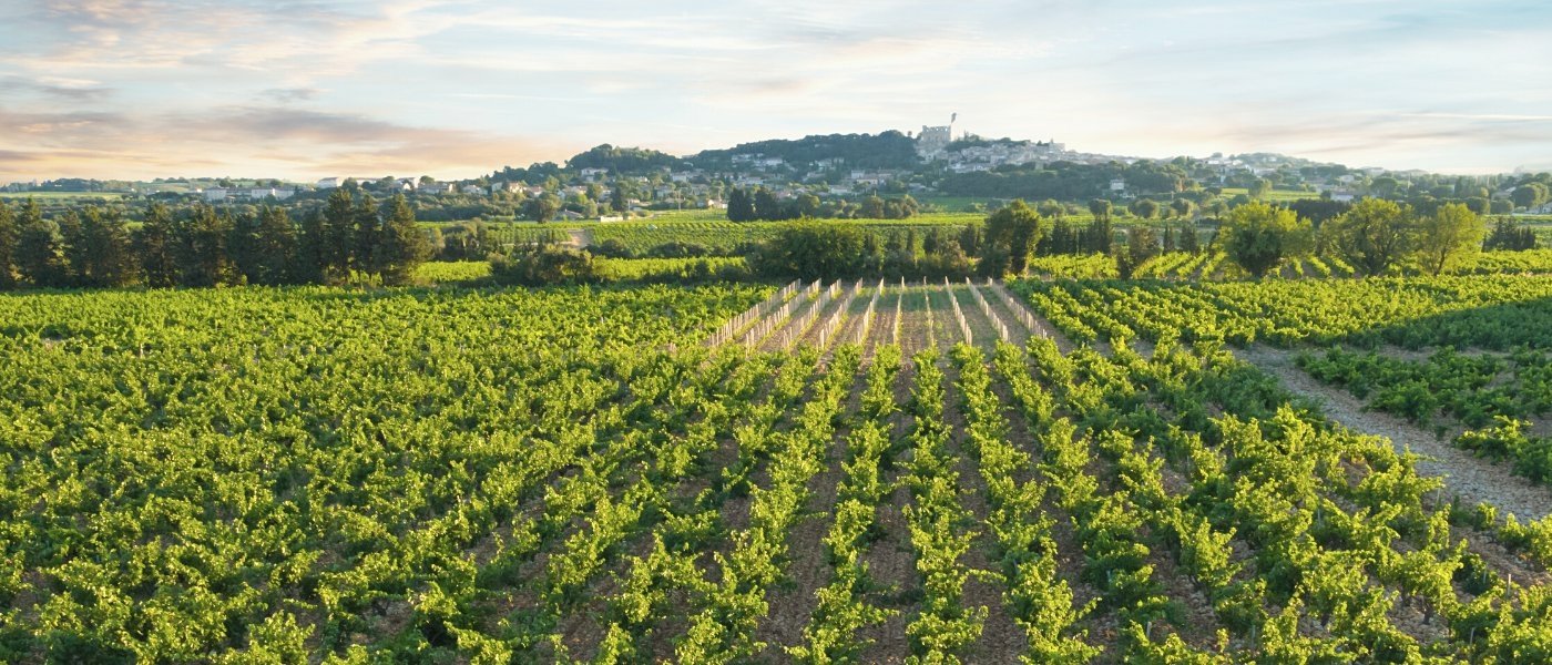 Chateauneuf du Pape - Wine Paths